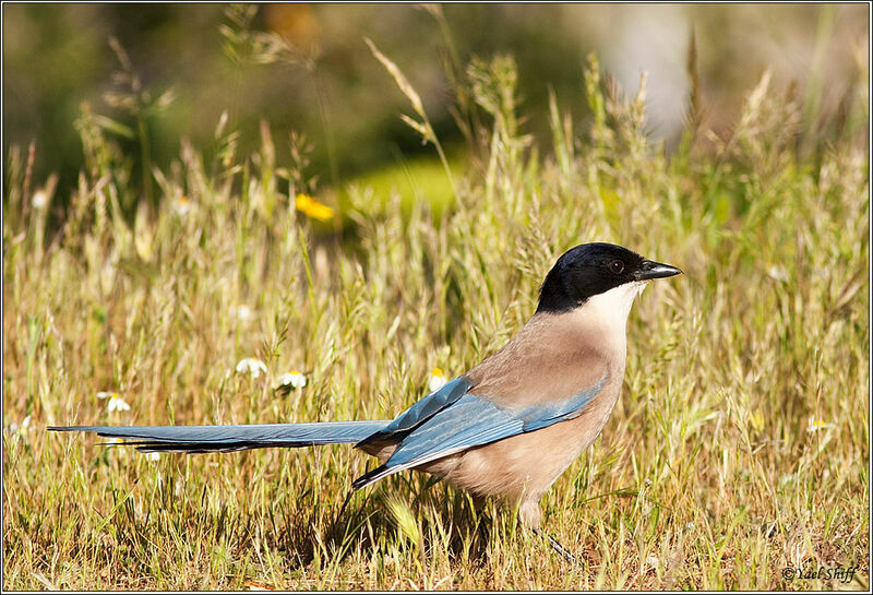 Iberian Magpie