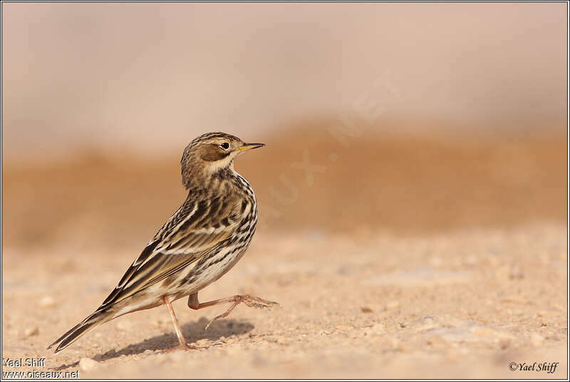 Pipit à gorge rousse, marche