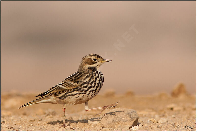 Pipit à gorge rousse