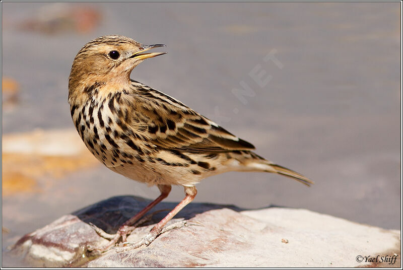 Red-throated Pipit