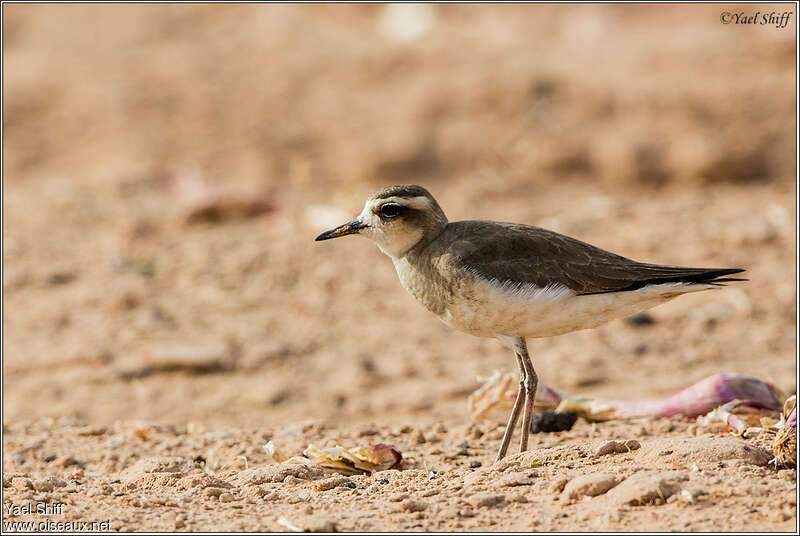 Caspian Plover female adult breeding, identification