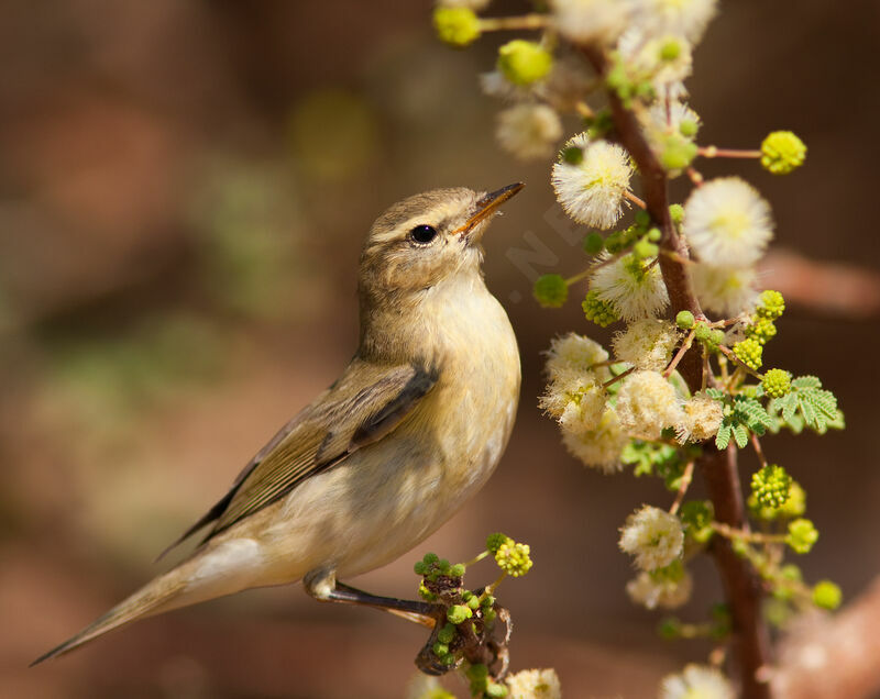 Pouillot véloce, identification