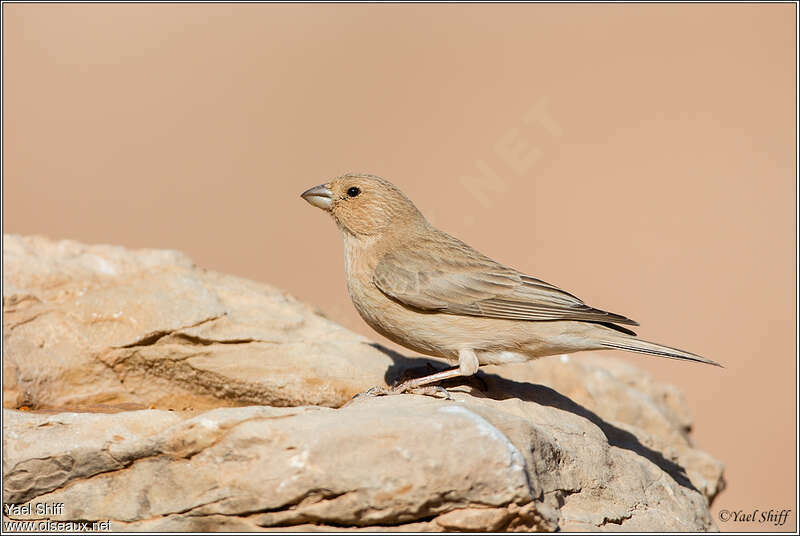 Roselin du Sinaï femelle adulte, identification