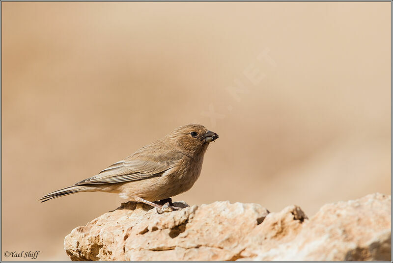 Sinai Rosefinch female