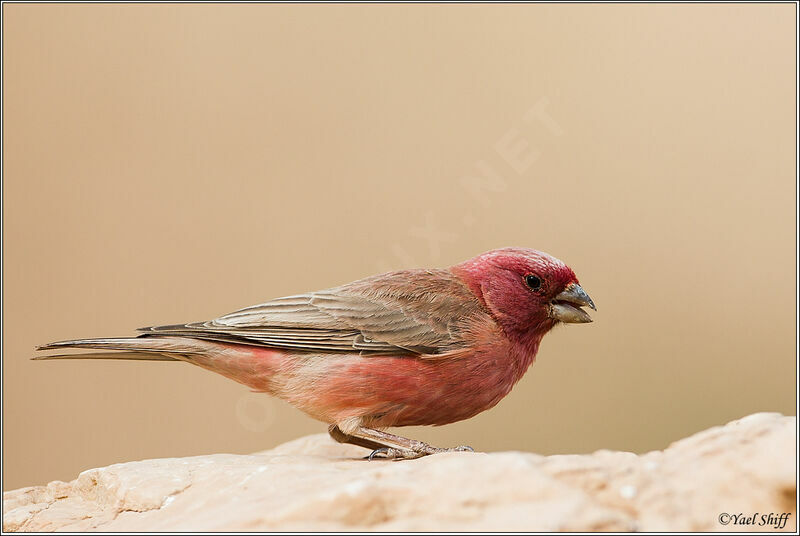 Sinai Rosefinch