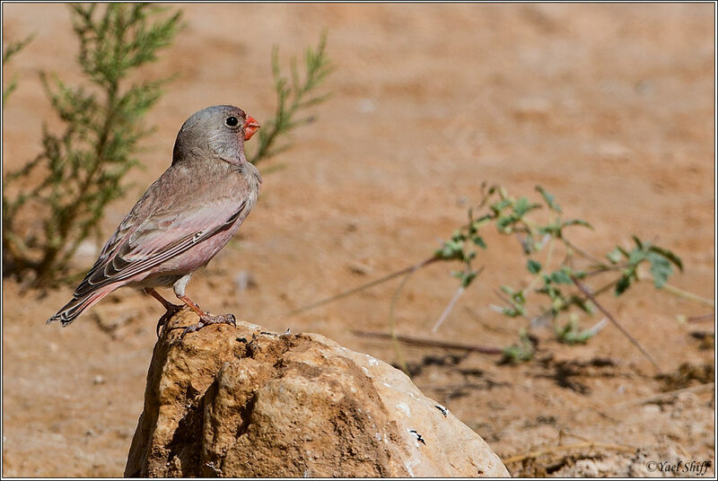 Trumpeter Finch