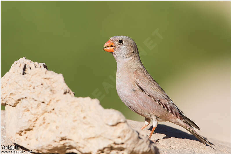 Trumpeter Finch male adult, pigmentation, eats