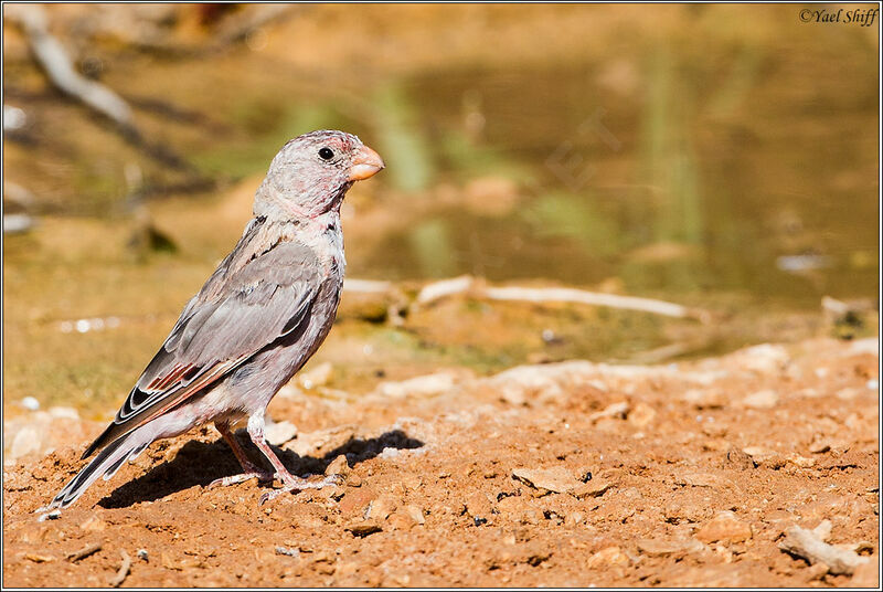 Trumpeter Finch