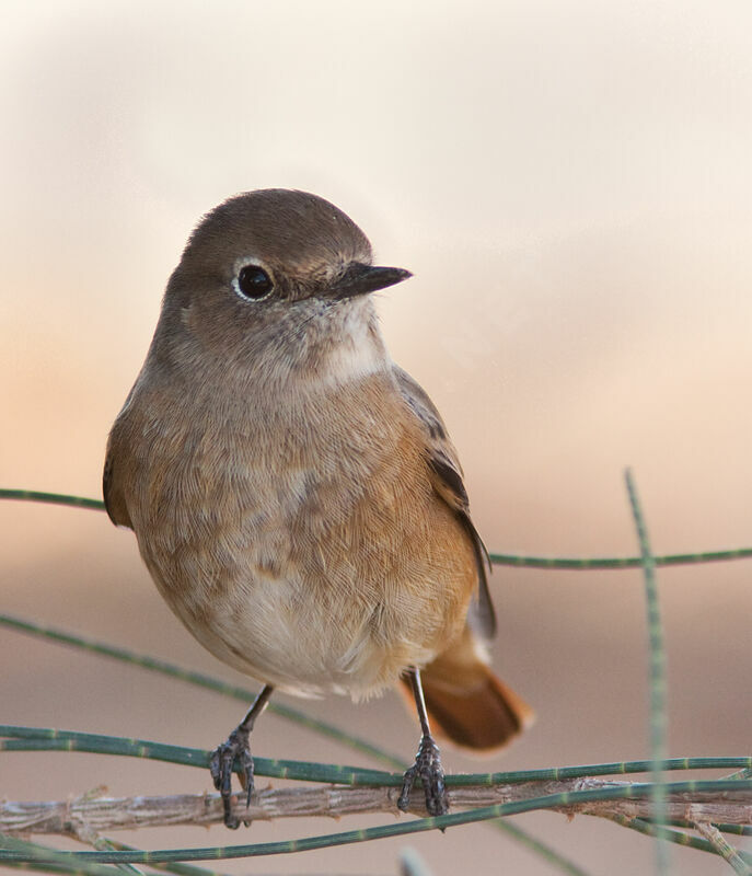 Common Redstart female, identification