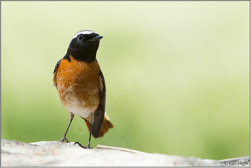 Common Redstart