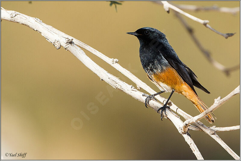 Black Redstart