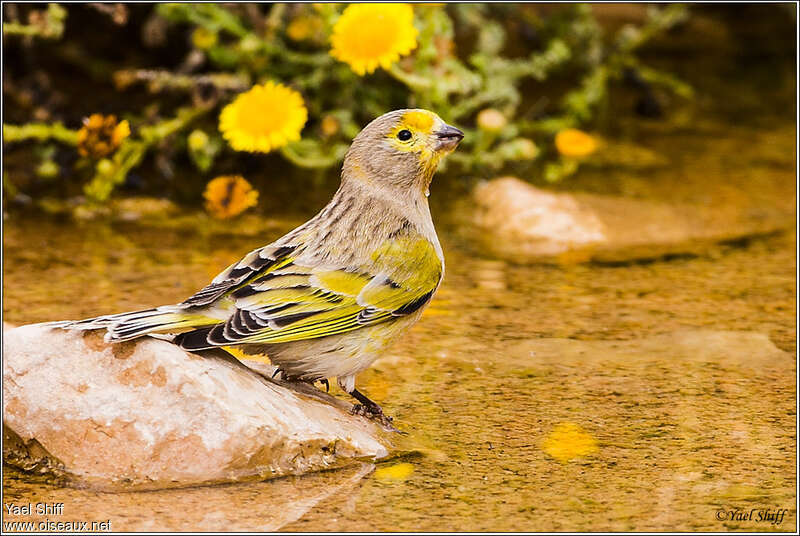 Syrian Serin male adult, habitat, aspect, pigmentation, drinks