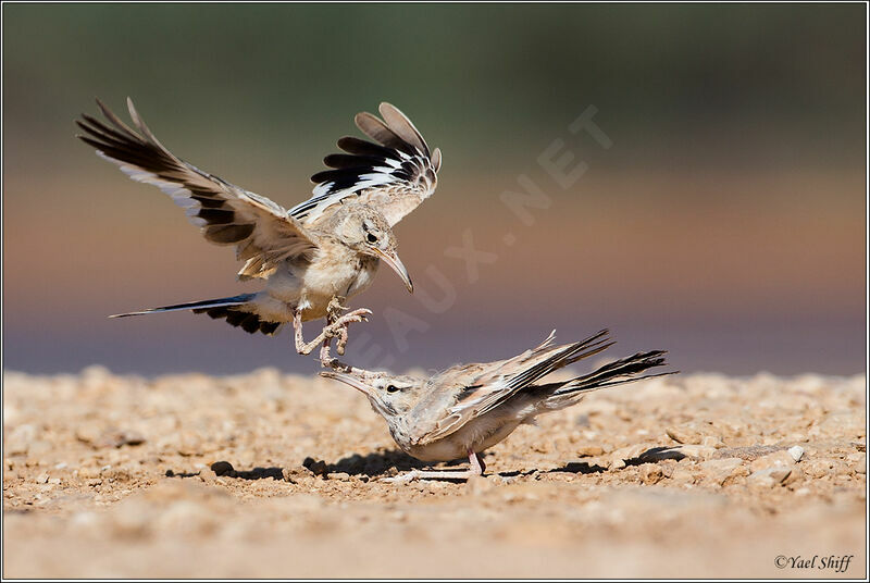 Greater Hoopoe-Larkjuvenile