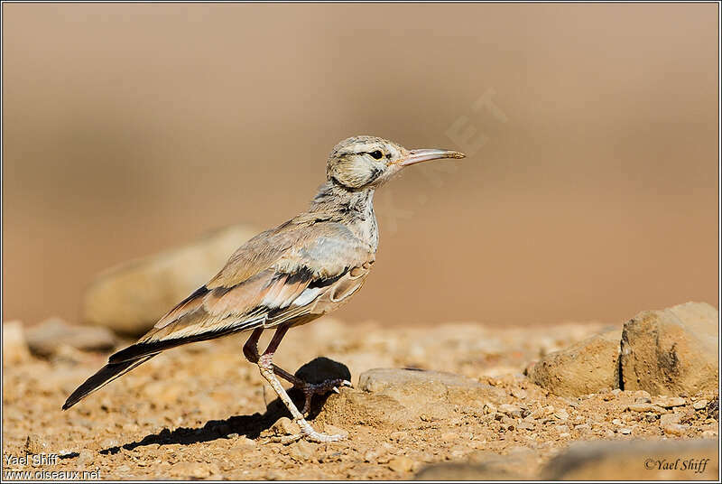 Sirli du désertadulte, identification