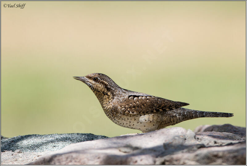 Eurasian Wryneck