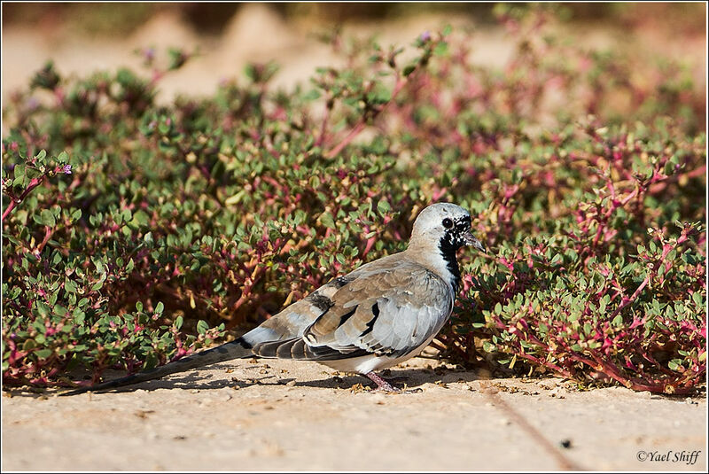 Namaqua Dovejuvenile