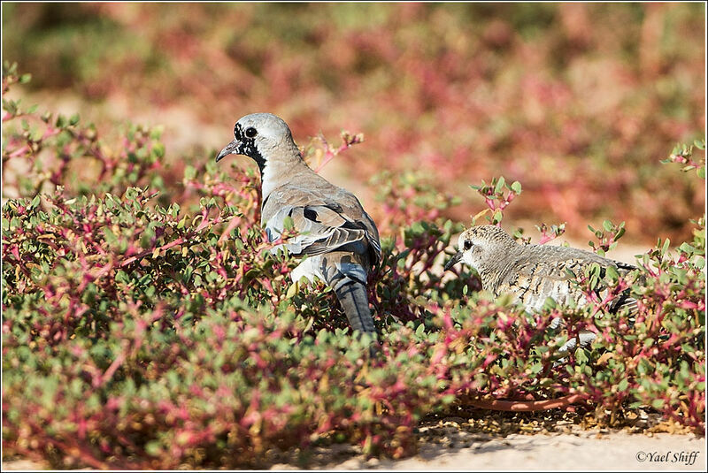 Namaqua Dove juvenile