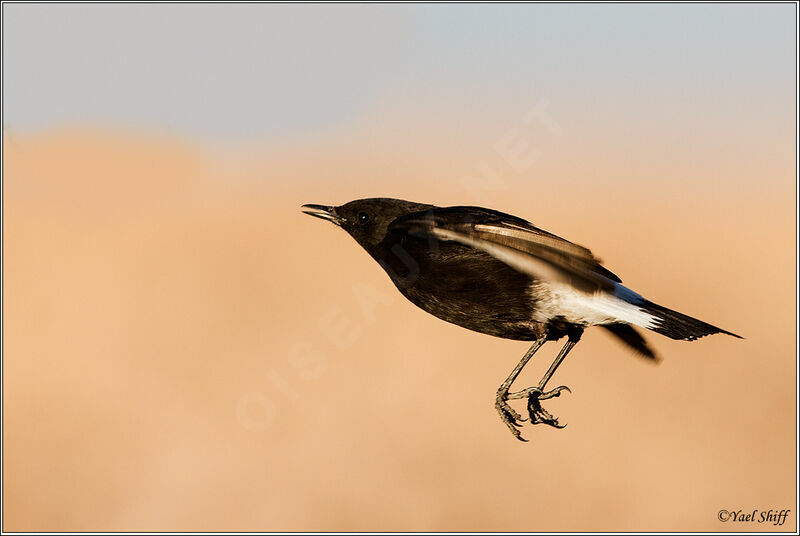 Mourning Wheatear