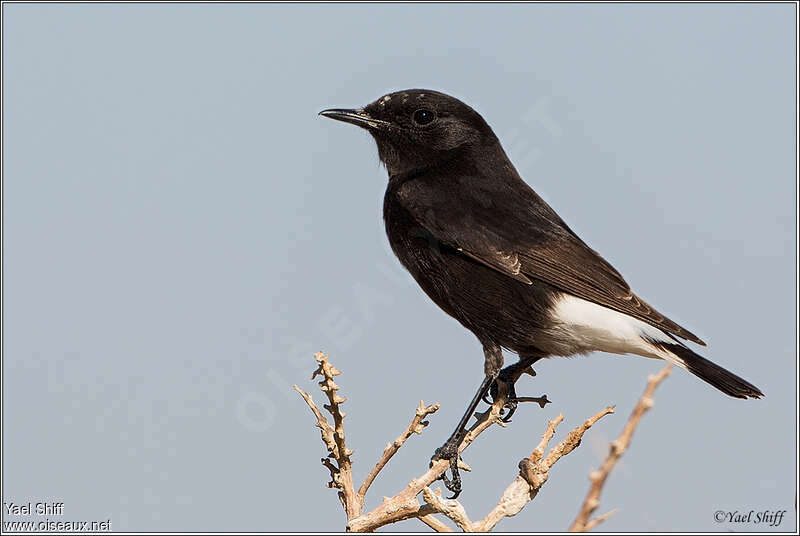 Mourning Wheatear male adult, identification