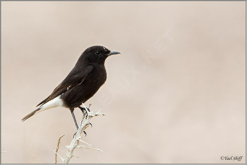 Mourning Wheatear