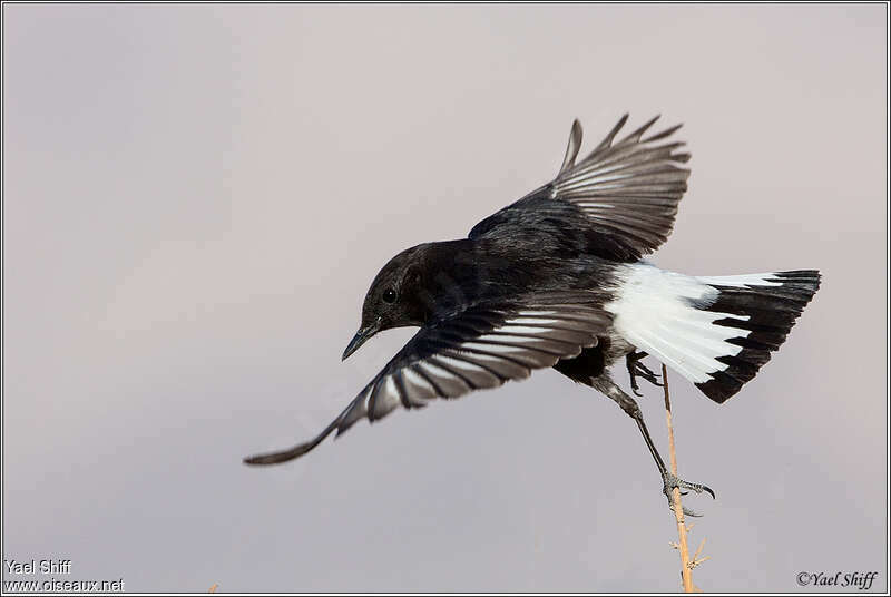 Mourning Wheatear male adult breeding, aspect, pigmentation, Flight