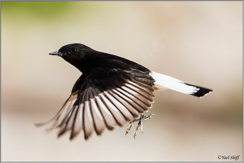 Mourning Wheatear