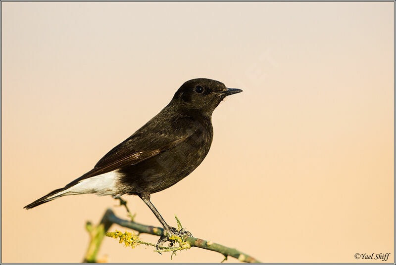 Mourning Wheatear