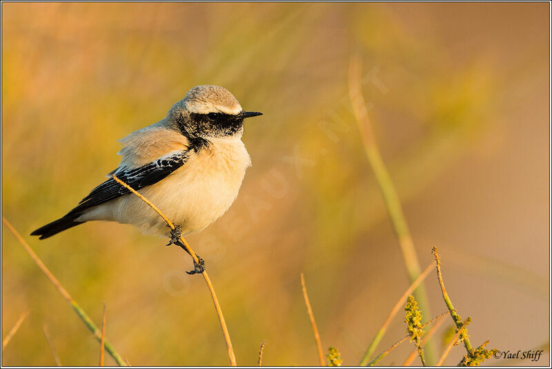 Desert Wheatear male adult