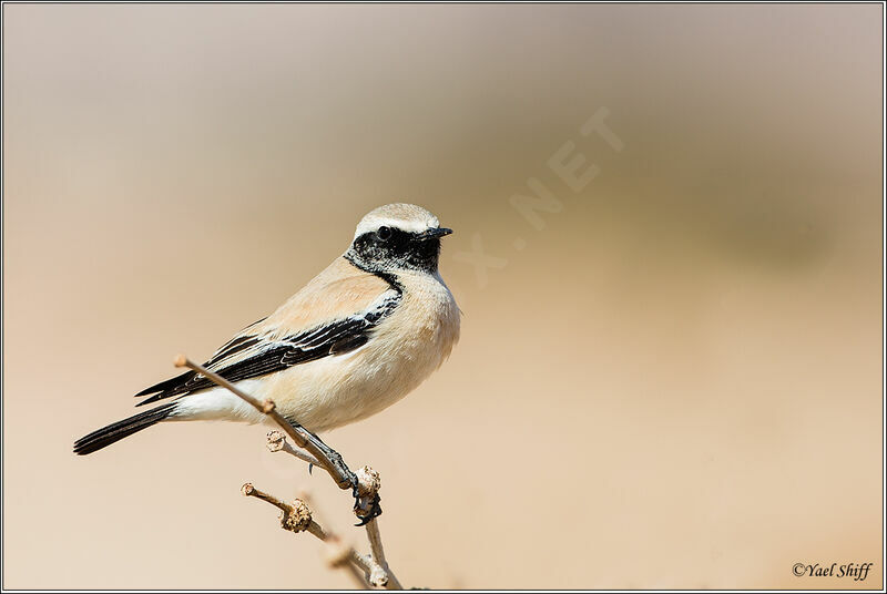 Desert Wheatear