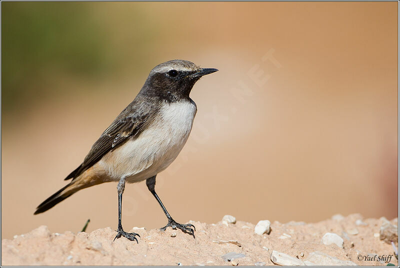 Traquet kurde, identification