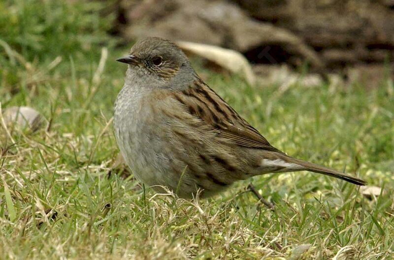 Dunnock