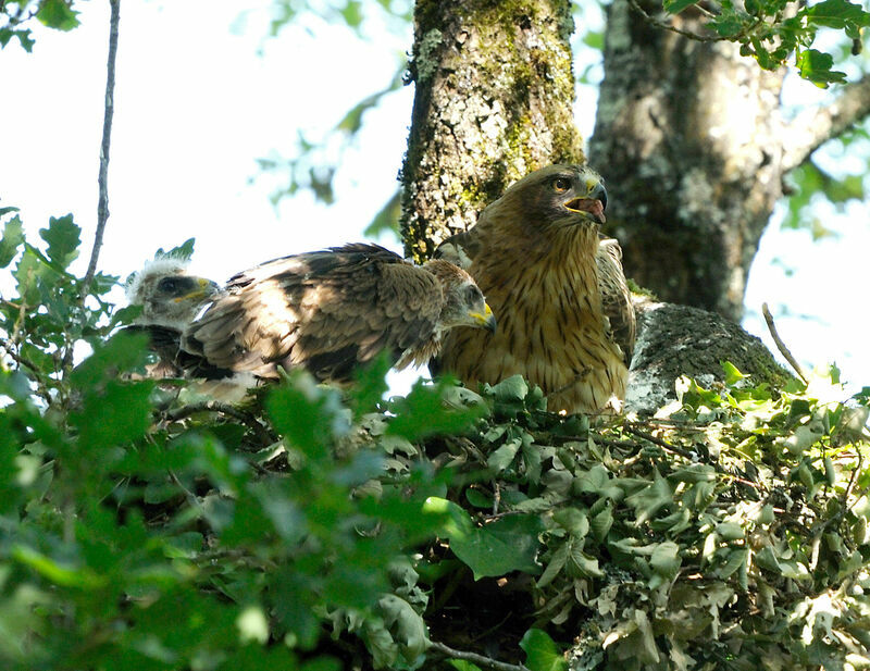 Booted Eagle