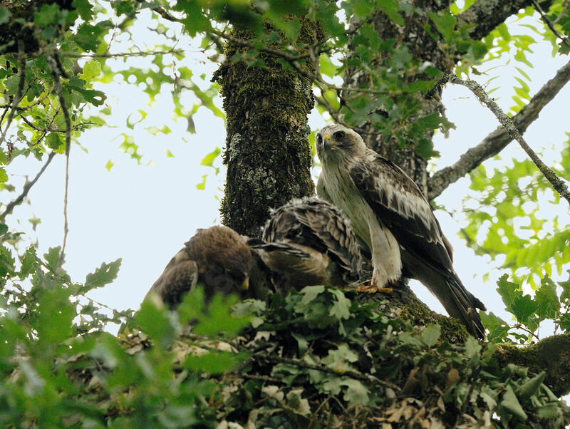 Aigle botté mâle adulte nuptial