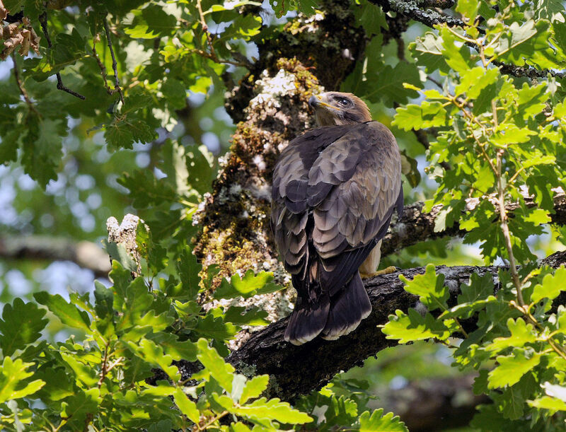 Booted Eagle