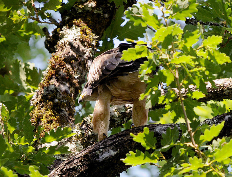 Booted Eagle