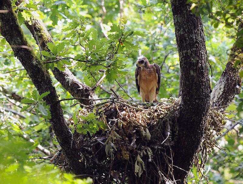 Aigle botté