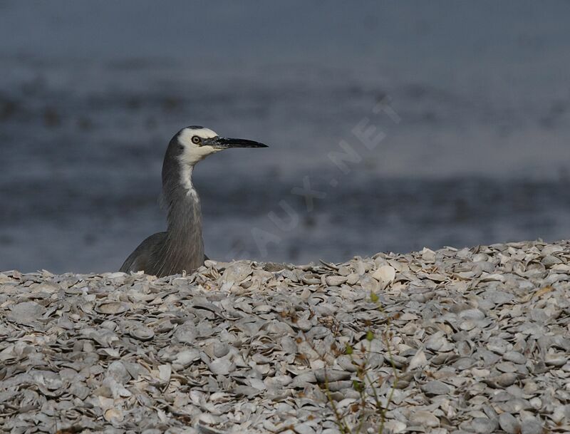 Aigrette à face blanche