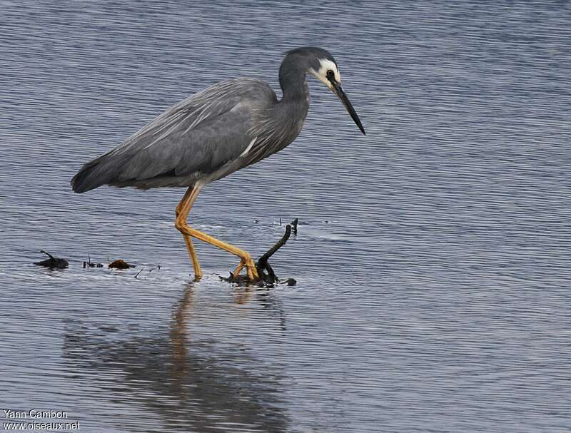 White-faced Heronadult breeding, identification, fishing/hunting