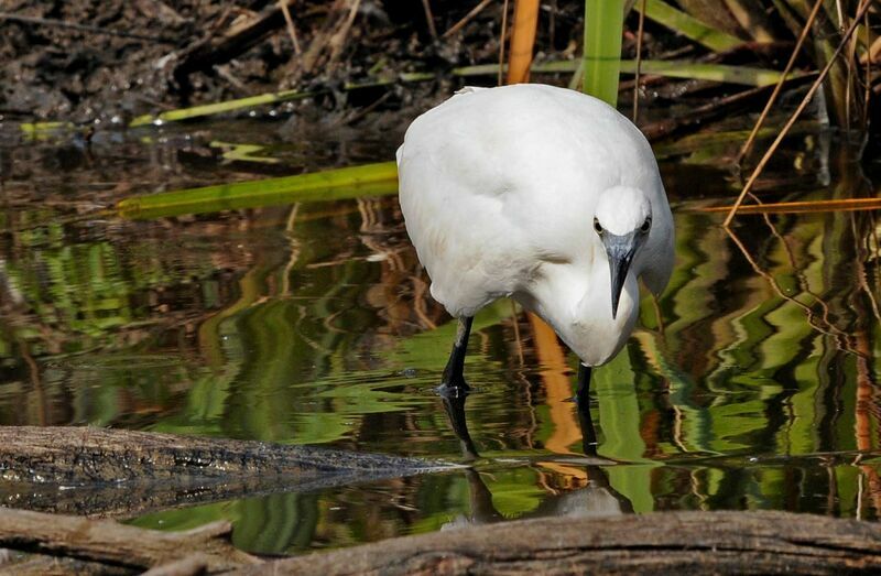 Aigrette garzette