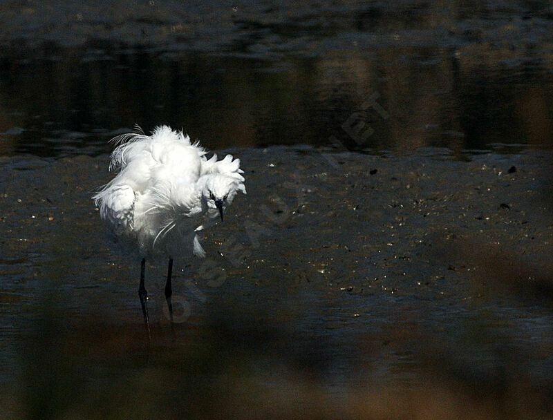 Little Egret