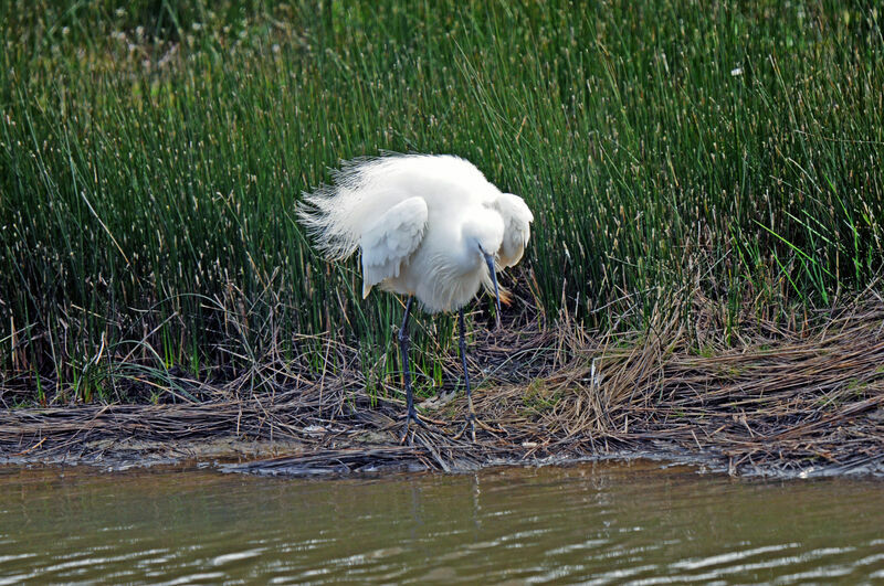 Little Egret