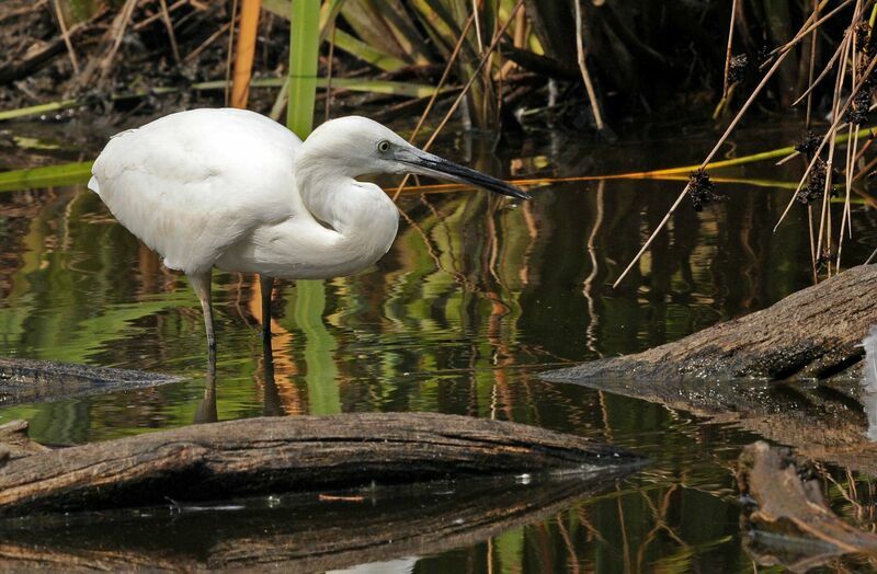 Aigrette garzette