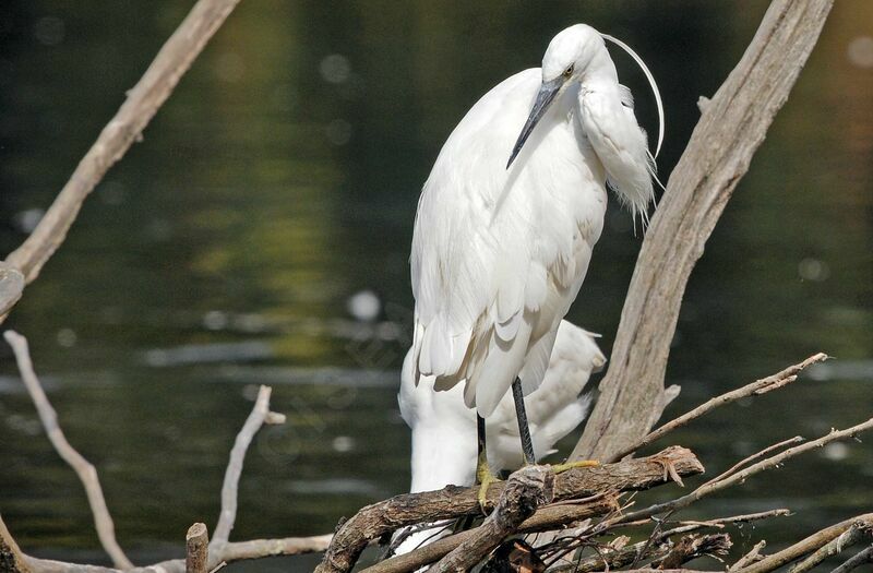 Little Egret