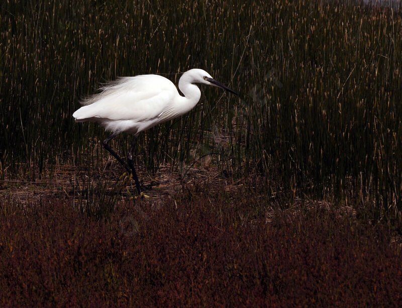 Little Egret