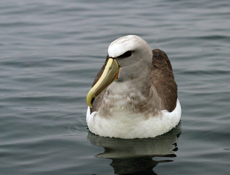 Salvin's Albatross