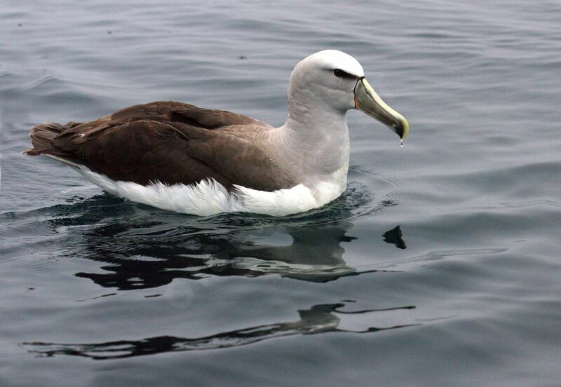 Salvin's Albatross