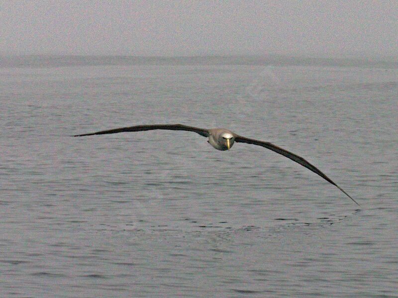 Salvin's Albatross