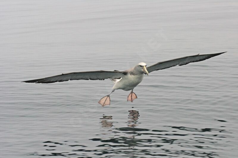 Salvin's Albatross