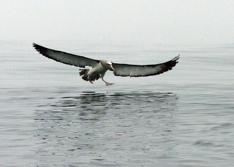 Salvin's Albatross