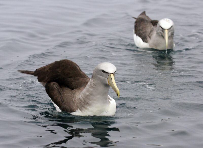 Salvin's Albatross